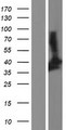 SIRT2 / Sirtuin 2 Protein - Western validation with an anti-DDK antibody * L: Control HEK293 lysate R: Over-expression lysate