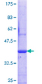 SIRT3 / Sirtuin 3 Protein - 12.5% SDS-PAGE Stained with Coomassie Blue.