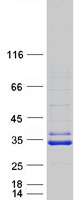 SIRT5 / Sirtuin 5 Protein - Purified recombinant protein SIRT5 was analyzed by SDS-PAGE gel and Coomassie Blue Staining