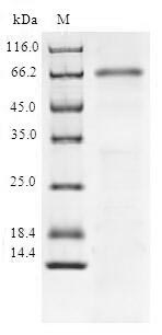 SIRT6 / Sirtuin 6 Protein - (Tris-Glycine gel) Discontinuous SDS-PAGE (reduced) with 5% enrichment gel and 15% separation gel.