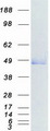 SIRT6 / Sirtuin 6 Protein - Purified recombinant protein SIRT6 was analyzed by SDS-PAGE gel and Coomassie Blue Staining