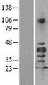 SIRT7 / Sirtuin 7 Protein - Western validation with an anti-DDK antibody * L: Control HEK293 lysate R: Over-expression lysate
