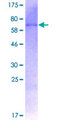 SIRT7 / Sirtuin 7 Protein - 12.5% SDS-PAGE of human SIRT7 stained with Coomassie Blue