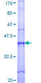 SIRT7 / Sirtuin 7 Protein - 12.5% SDS-PAGE Stained with Coomassie Blue.