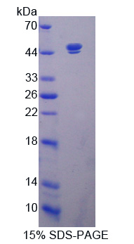 SIRT7 / Sirtuin 7 Protein - Recombinant  Sirtuin 7 By SDS-PAGE