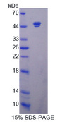 SIRT7 / Sirtuin 7 Protein - Recombinant  Sirtuin 7 By SDS-PAGE