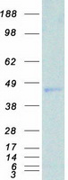 SIRT7 / Sirtuin 7 Protein - Purified recombinant protein SIRT7 was analyzed by SDS-PAGE gel and Coomassie Blue Staining