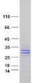 SIT1 Protein - Purified recombinant protein SIT1 was analyzed by SDS-PAGE gel and Coomassie Blue Staining