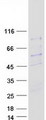 SIVA1 / SIVA Protein - Purified recombinant protein SIVA1 was analyzed by SDS-PAGE gel and Coomassie Blue Staining