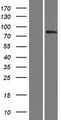 SIX4 Protein - Western validation with an anti-DDK antibody * L: Control HEK293 lysate R: Over-expression lysate