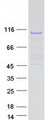 SIX4 Protein - Purified recombinant protein SIX4 was analyzed by SDS-PAGE gel and Coomassie Blue Staining