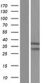 SKAP / HSD11 Protein - Western validation with an anti-DDK antibody * L: Control HEK293 lysate R: Over-expression lysate
