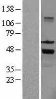 SKAP1 / SCAP1 Protein - Western validation with an anti-DDK antibody * L: Control HEK293 lysate R: Over-expression lysate