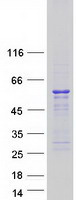 SKAP1 / SCAP1 Protein - Purified recombinant protein SKAP1 was analyzed by SDS-PAGE gel and Coomassie Blue Staining