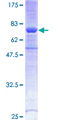 SKAP2 / SCAP2 Protein - 12.5% SDS-PAGE of human SCAP2 stained with Coomassie Blue