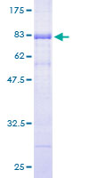 SKAP2 / SCAP2 Protein - 12.5% SDS-PAGE of human SCAP2 stained with Coomassie Blue