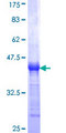 SKAP2 / SCAP2 Protein - 12.5% SDS-PAGE Stained with Coomassie Blue.