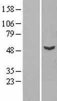 SKD1 / VPS4B Protein - Western validation with an anti-DDK antibody * L: Control HEK293 lysate R: Over-expression lysate