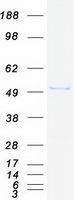 SKD1 / VPS4B Protein - Purified recombinant protein VPS4B was analyzed by SDS-PAGE gel and Coomassie Blue Staining