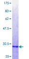 SKIL / SNO / SnoN Protein - 12.5% SDS-PAGE Stained with Coomassie Blue.