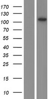 SKIV2L2 Protein - Western validation with an anti-DDK antibody * L: Control HEK293 lysate R: Over-expression lysate