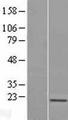 SKP1 Protein - Western validation with an anti-DDK antibody * L: Control HEK293 lysate R: Over-expression lysate