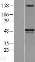 SKP2 Protein - Western validation with an anti-DDK antibody * L: Control HEK293 lysate R: Over-expression lysate