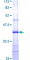 SKP2 Protein - 12.5% SDS-PAGE Stained with Coomassie Blue.