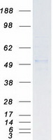 SKP2 Protein - Purified recombinant protein SKP2 was analyzed by SDS-PAGE gel and Coomassie Blue Staining