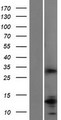 SLA Protein - Western validation with an anti-DDK antibody * L: Control HEK293 lysate R: Over-expression lysate