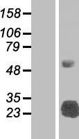SLA2 / SLAP2 Protein - Western validation with an anti-DDK antibody * L: Control HEK293 lysate R: Over-expression lysate