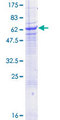 SLAMF1 / SLAM / CD150 Protein - 12.5% SDS-PAGE of human SLAMF1 stained with Coomassie Blue