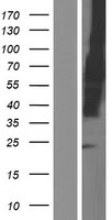 SLAMF6 / NTBA Protein - Western validation with an anti-DDK antibody * L: Control HEK293 lysate R: Over-expression lysate