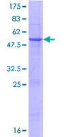 SLAMF6 / NTBA Protein - 12.5% SDS-PAGE of human SLAMF6 stained with Coomassie Blue