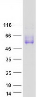 SLAMF7 / CRACC Protein - Purified recombinant protein SLAMF7 was analyzed by SDS-PAGE gel and Coomassie Blue Staining