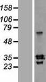 SLAMF8 Protein - Western validation with an anti-DDK antibody * L: Control HEK293 lysate R: Over-expression lysate