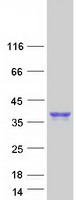 SLAMF8 Protein - Purified recombinant protein SLAMF8 was analyzed by SDS-PAGE gel and Coomassie Blue Staining
