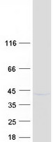 SLAMF9 Protein - Purified recombinant protein SLAMF9 was analyzed by SDS-PAGE gel and Coomassie Blue Staining