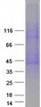 SLC10A1 / NTCP Protein - Purified recombinant protein SLC10A1 was analyzed by SDS-PAGE gel and Coomassie Blue Staining
