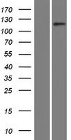 SLC12A1 / NKCC2 Protein - Western validation with an anti-DDK antibody * L: Control HEK293 lysate R: Over-expression lysate