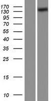 SLC12A2 / NKCC1 Protein - Western validation with an anti-DDK antibody * L: Control HEK293 lysate R: Over-expression lysate
