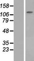 SLC12A6 / KCC3 Protein - Western validation with an anti-DDK antibody * L: Control HEK293 lysate R: Over-expression lysate