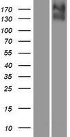 SLC12A7 / KCC4 Protein - Western validation with an anti-DDK antibody * L: Control HEK293 lysate R: Over-expression lysate