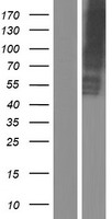 SLC13A2 / NaCT Protein - Western validation with an anti-DDK antibody * L: Control HEK293 lysate R: Over-expression lysate