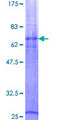SLC14A1 / JK Protein - 12.5% SDS-PAGE of human SLC14A1 stained with Coomassie Blue