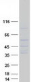 SLC14A1 / JK Protein - Purified recombinant protein SLC14A1 was analyzed by SDS-PAGE gel and Coomassie Blue Staining