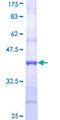 SLC15A1 / PEPT1 Protein - 12.5% SDS-PAGE Stained with Coomassie Blue.