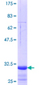 SLC15A3 Protein - 12.5% SDS-PAGE Stained with Coomassie Blue.