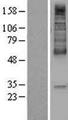 SLC16A1 / MCT1 Protein - Western validation with an anti-DDK antibody * L: Control HEK293 lysate R: Over-expression lysate