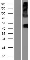SLC16A13 Protein - Western validation with an anti-DDK antibody * L: Control HEK293 lysate R: Over-expression lysate